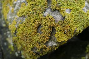 Nature Lichen