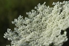 Lace Canon Macro