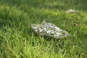 green grass with a leaf