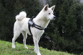 Canis Lupus Familiaris Mammalia