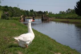 Goose Brook Sluis