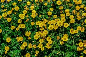Daisies Nature Flower