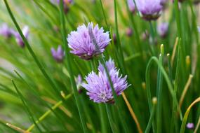 Chive Green Flower