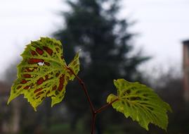 Leaves No One Nature