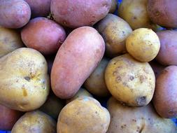 farm fresh potatoes
