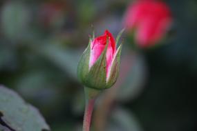 red flower in a green stem