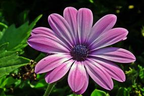 Nature Flower Plant