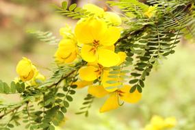 Nature Yellow Bright