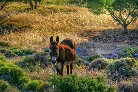 Nature Animals Karg