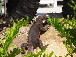 brown big lizard