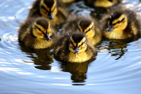 Mallard Chicks Baby