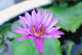 Green Nature Scenery