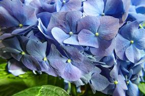 Nature Flower Flora