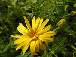 Nature 2018 Summer Flower