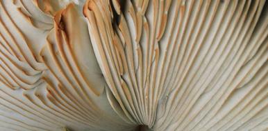 Desktop Nature Pattern