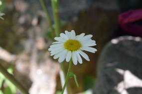 Daisy Flower macro blur garden