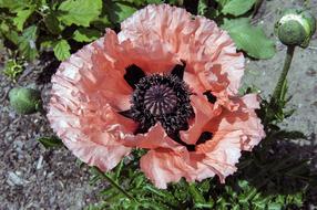 Poppy Flower Plant