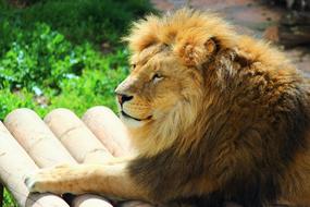 Al Mammals Nature