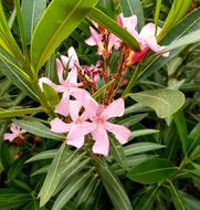Flower Flora Nature