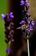 Bee Flower Lavender