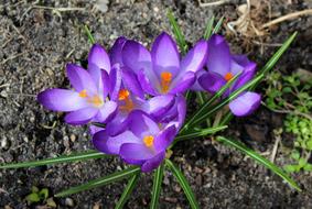 Crocus Spring Flowers