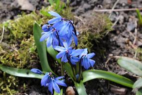 Spring Flowers April