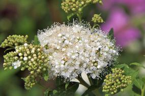 white flower with yellow flowers