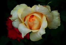 Flower Rose Tea