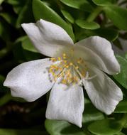 White Flower Petals