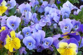 Pansy Violet Blossom