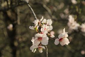Flower Tree Nature