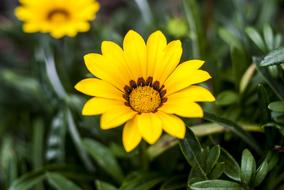 yellow flower in leaves is beautiful