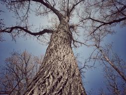 Tree Wood-Fibre Boards Nature