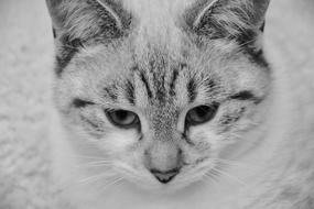 sweet cat with a sad look