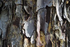 Nature Tree Bark