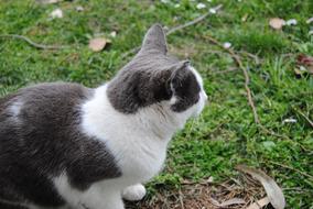 Animalia Nice Nature Wild