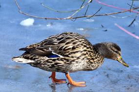 duck walking on a lake