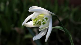 Harbinger Of Spring Filled