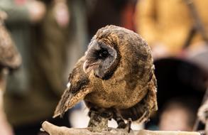 Nature Wild Life Animalia