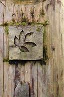 Wood Leaf Nature