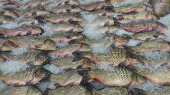 Fresh Fish Carp Nature