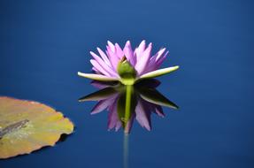 Lily Pad Water