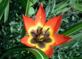 Flower Tulip Colored