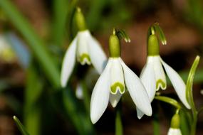 Snowdrop Nature Plant