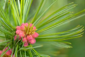 Flowers Nature Garden