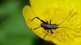an insect on a yellow plant
