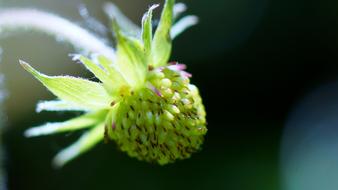 not a blooming flower