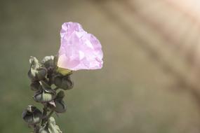Flower Pink Blossom