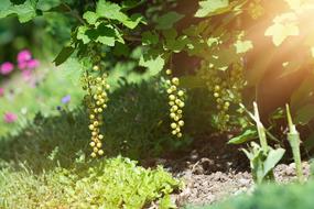 Garden Currant Currants