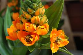 Flower Nature Orange